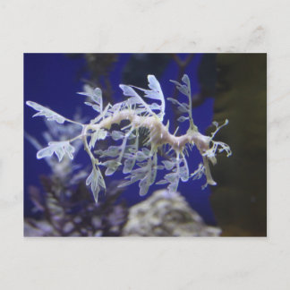 Seahorse Briefkaart