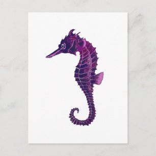 Seahorse Briefkaart