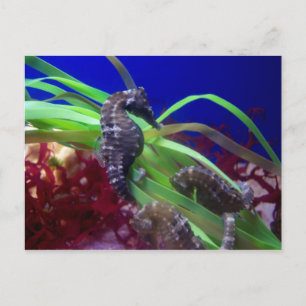 Seahorse Briefkaart