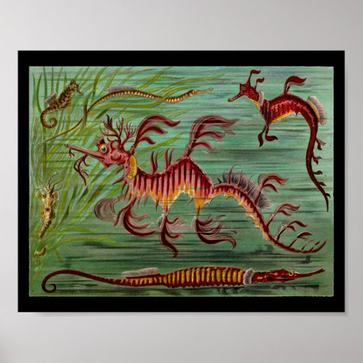 Seahorse  Color Art Print (Voorkant)