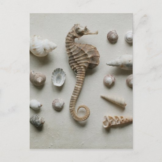 Seahorse en Shells Briefkaart (Voorkant)