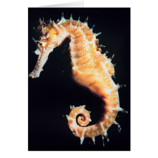 Seahorse - Hippocampus sp. (Voorkant)