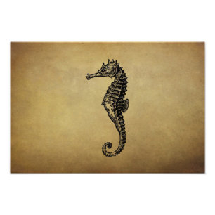  Seahorse Illustratie Foto Afdruk