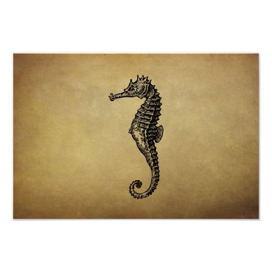 Seahorse Illustratie Foto Afdruk (Voorkant)