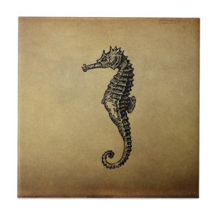  Seahorse Illustratie Tegeltje