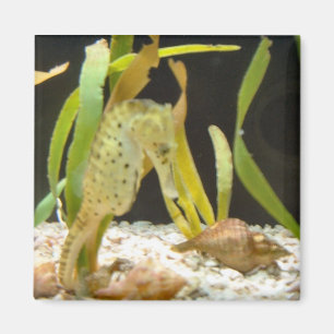 Seahorse - magnet magneet