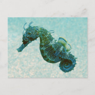 Seahorse met korte naam   Krim, Rusland Briefkaart