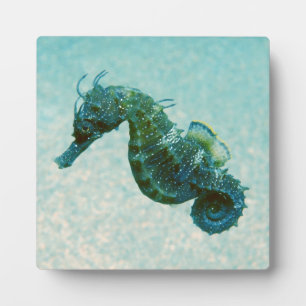 Seahorse met korte naam Krim, Rusland Fotoplaat