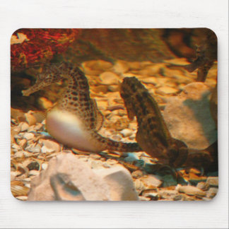 Seahorse mousepad muismat