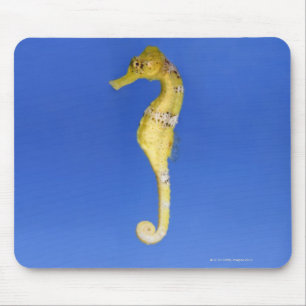 Seahorse Muismat