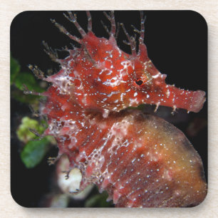 Seahorse Pony Vrouw Begur Bier Onderzetter