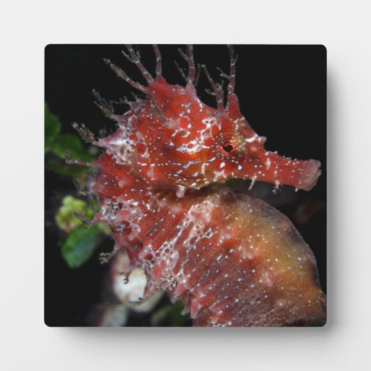 Seahorse | Pony Vrouw Begur Fotoplaat (Voorkant)