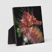 Seahorse | Pony Vrouw Begur Fotoplaat (Voorkant)