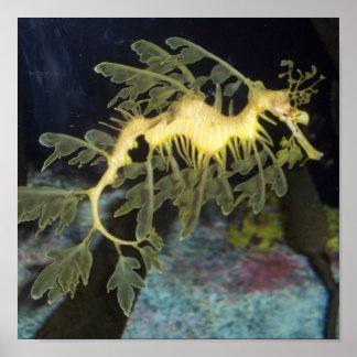 Seahorse poster
