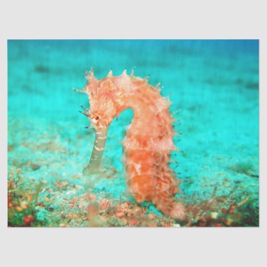 Seahorse tropical carribean turquoise orange tissuepapier (Voorkant)