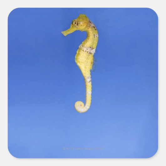 Seahorse Vierkante Sticker (Voorkant)