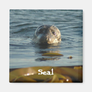 Seal Magnet Magneet