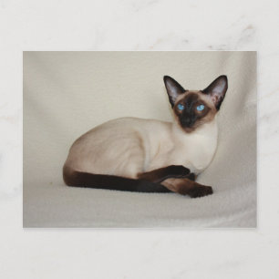 Seal Point Siamese Cat Jazell Briefkaart