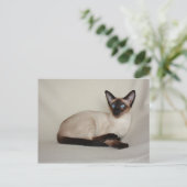 Seal Point Siamese Cat Jazell Carte postale (Debout devant)