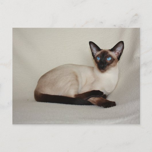 Seal Point Siamese Cat Jazell Carte postale (Devant)