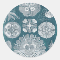 Sealife Blueprint IV