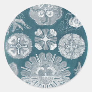 Sealife Blueprint IV Ronde Sticker