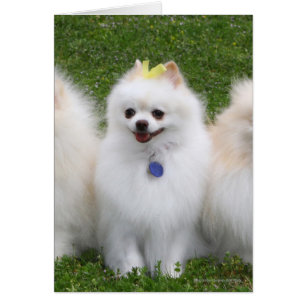 Séance de 3 Pomeranians