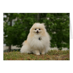 Séance de Pomeraning