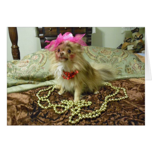 Séance photos d'animal familier - 3ème en série (Devant horizontal)