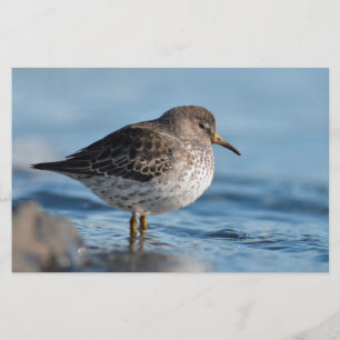 Searching Rock Sandpiper Briefpapier