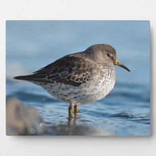 Searching Rock Sandpiper Fotoplaat