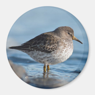 Searching Rock Sandpiper Magneet