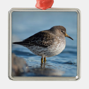 Searching Rock Sandpiper Metalen Ornament