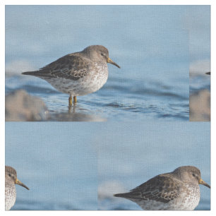 Searching Rock Sandpiper Stof