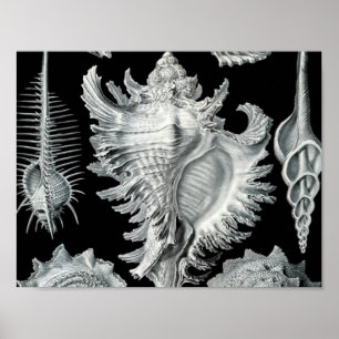  Seashell-afdrukken Poster