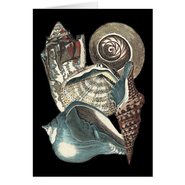 Seashell Anthology (Voorkant)