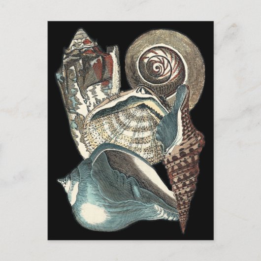 Seashell Anthology Briefkaart (Voorkant)