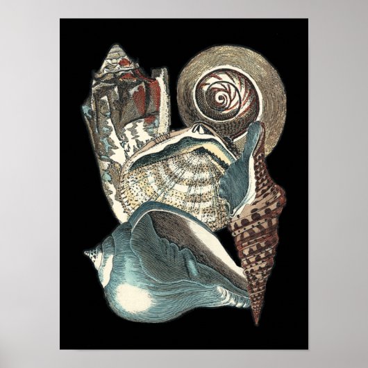 Seashell Anthology Poster (Voorkant)