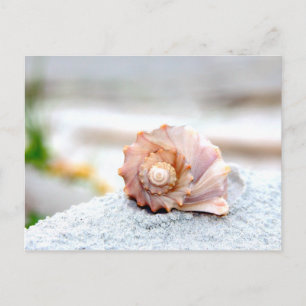 Seashell Briefkaart