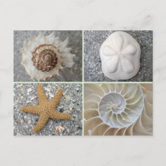 Seashell Collage Briefkaart