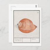 Seashell Illustratie Briefkaart (Voorkant / Achterkant)