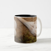 Seashell Mug (Devant droit)