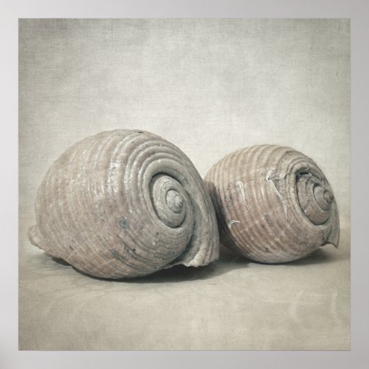 Seashell n.O.3 Poster (Voorkant)
