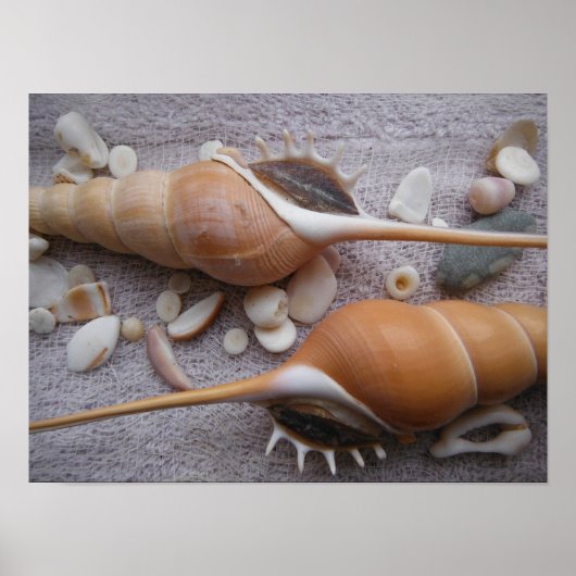 Seashell, Nautical, Beach, Summer, Custom Poster (Voorkant)