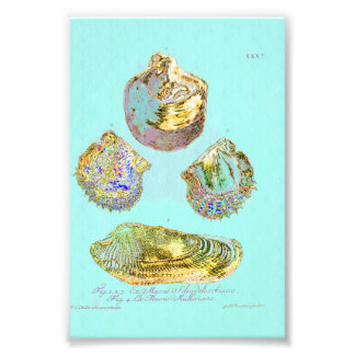 Seashell op Robins Egg Blue Foto Afdruk