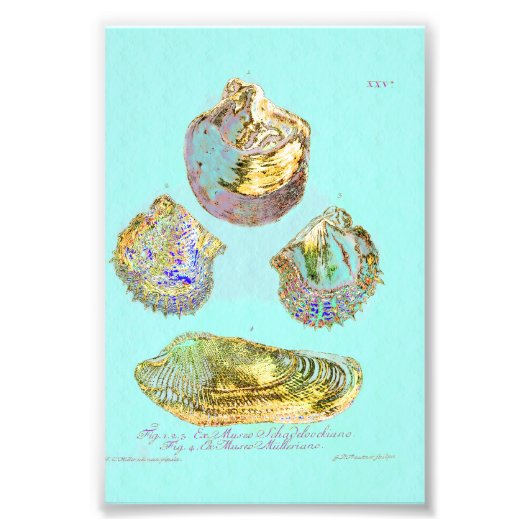 Seashell op Robins Egg Blue Foto Afdruk (Voorkant)