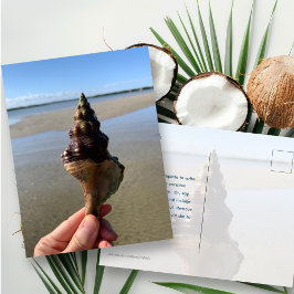 Seashell Photography Horse Conch Wild Florida Briefkaart