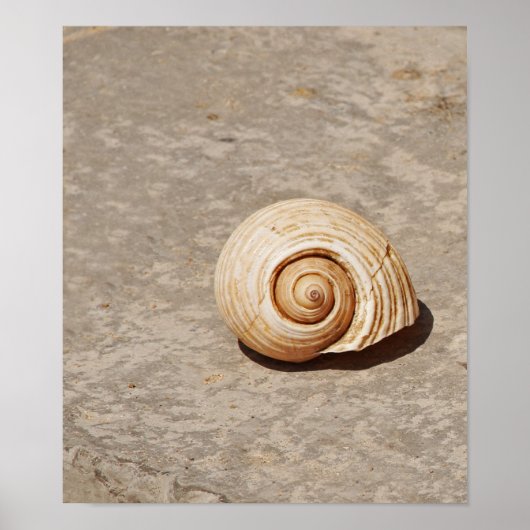 SeaShell Poster (Voorkant)