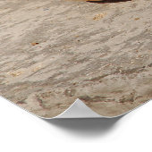 SeaShell Poster (Hoek)