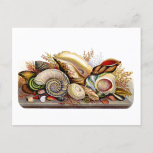  Seashell Print Briefkaart